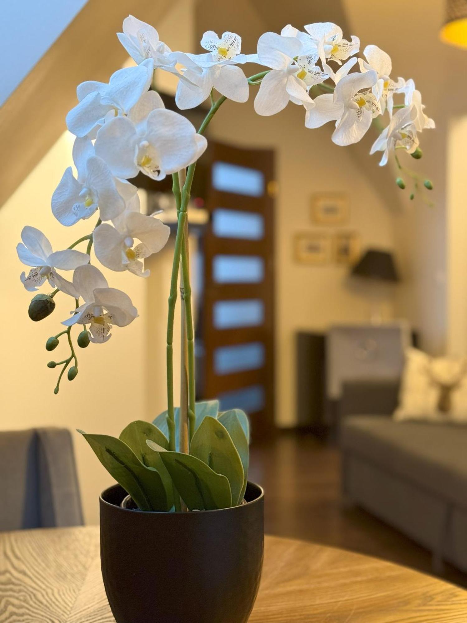Apartament Glamour I Zakopane Eksteriør bilde
